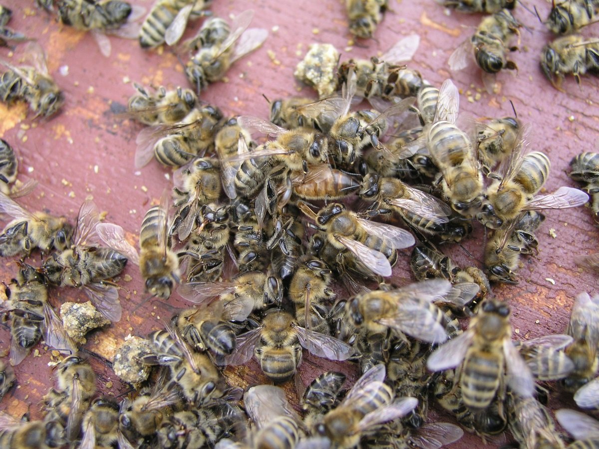 bee concept