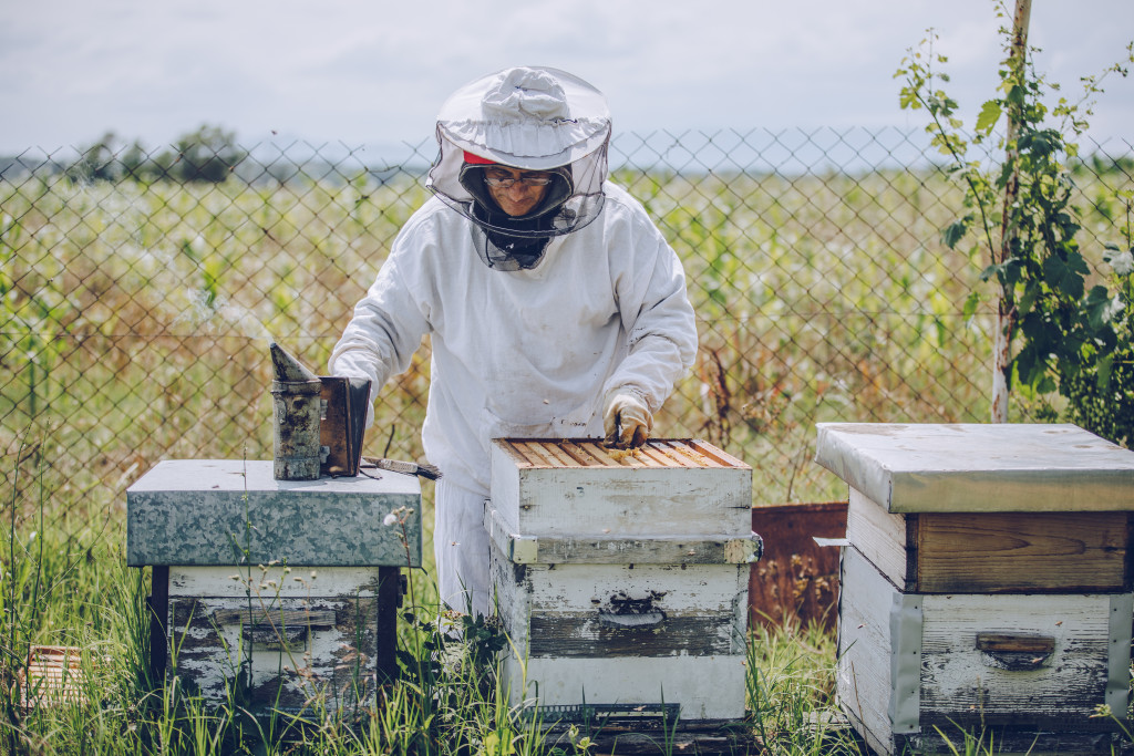 A beekeeper attending to their bees