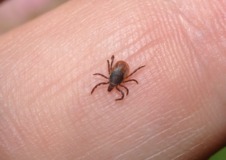 Tick